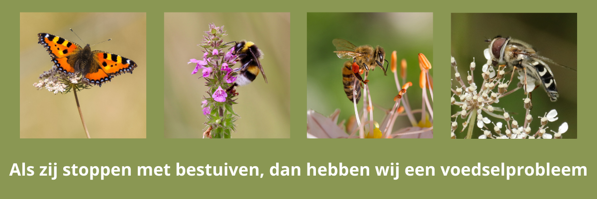 help de bestuivende insecten