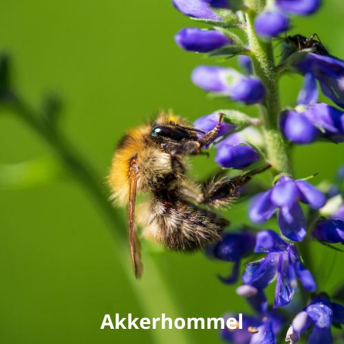 akkerhommel