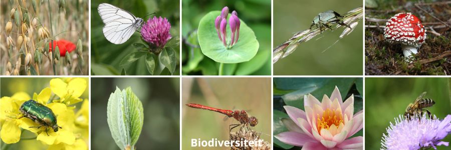 Biodiversiteit