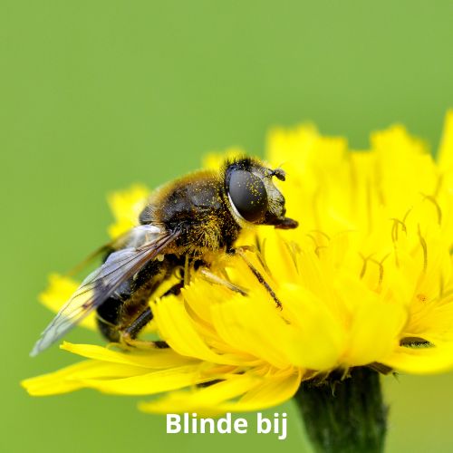 blinde bij