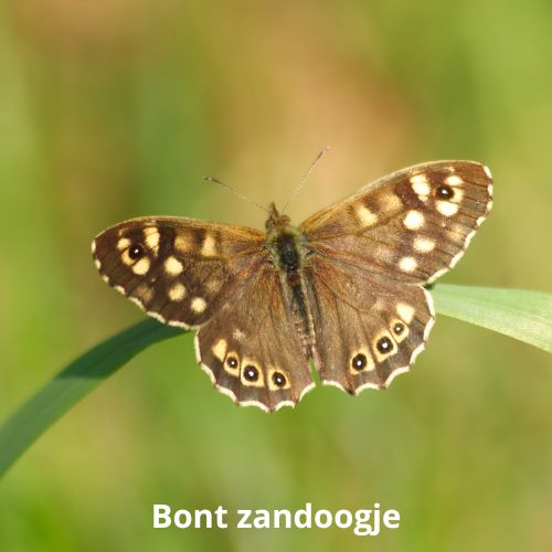 bont zandoogje