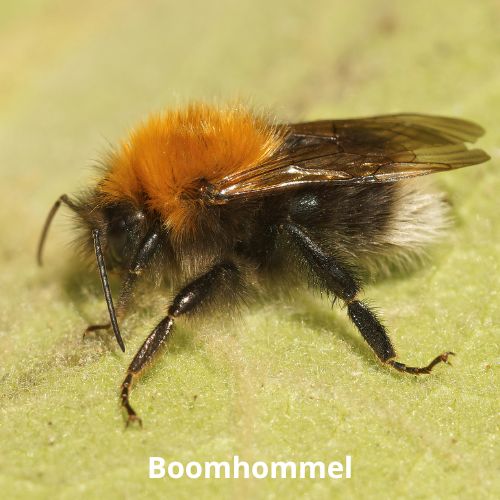 boomhommel