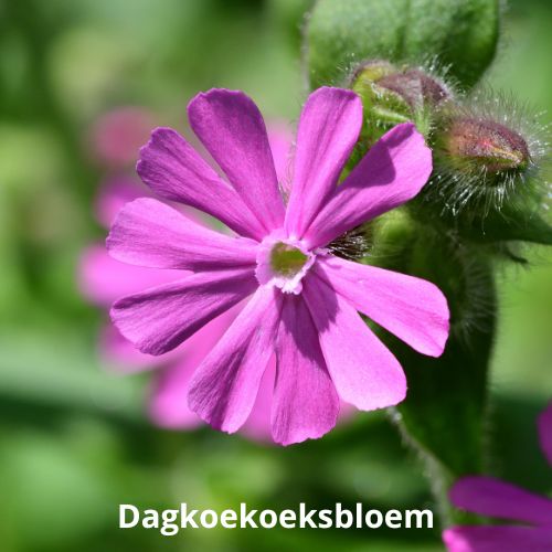 dagkoekoeksbloem