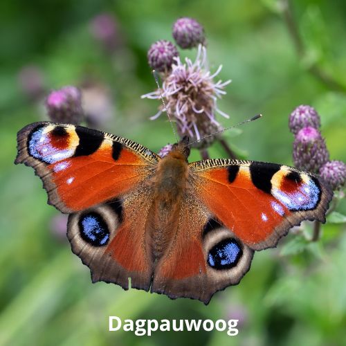 dagpauwoog