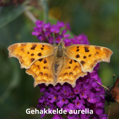 gehakkelde aurelia