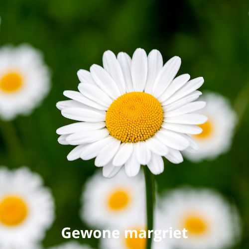 gewone margriet