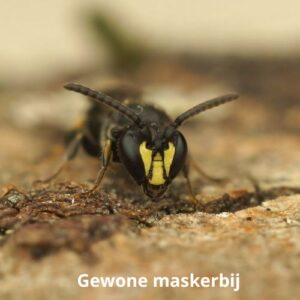 gewone maskerbij