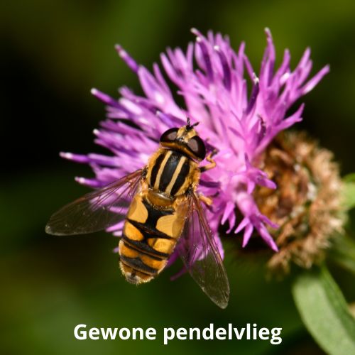 gewone pendelvlieg