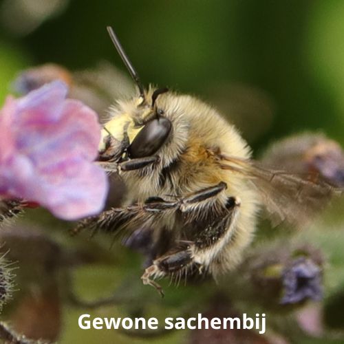 gewone sachembij