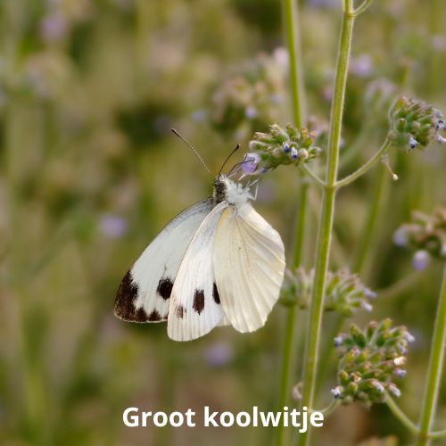 groot koolwitje