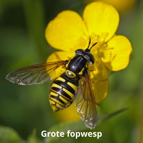 grote fopwesp