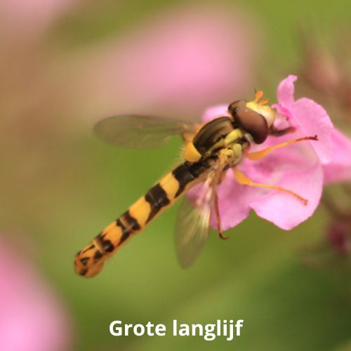 grote langlijf