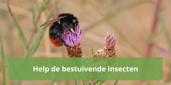 Help de bestuivende insecten