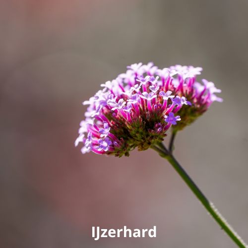 ijzerhard