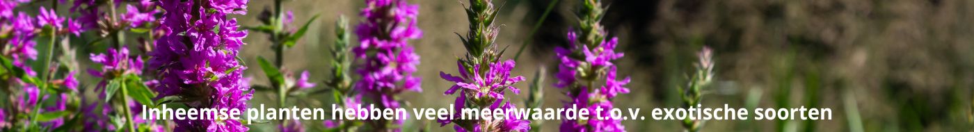 Inheemse planten hebben veel meerwaarde t.o.v. exotische soorten