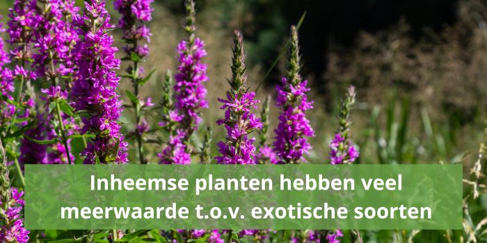 Inheemse planten hebben veel meerwaarde tov exotische soorten