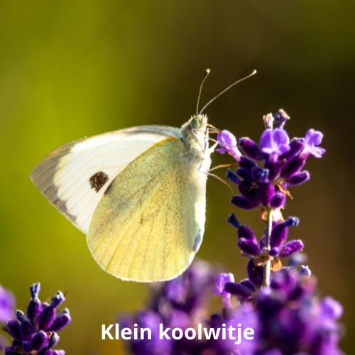 klein koolwitje