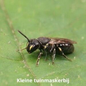 kleine tuinmaskerbij