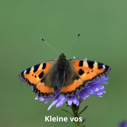 kleine vos