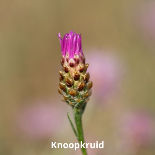 knoopkruid