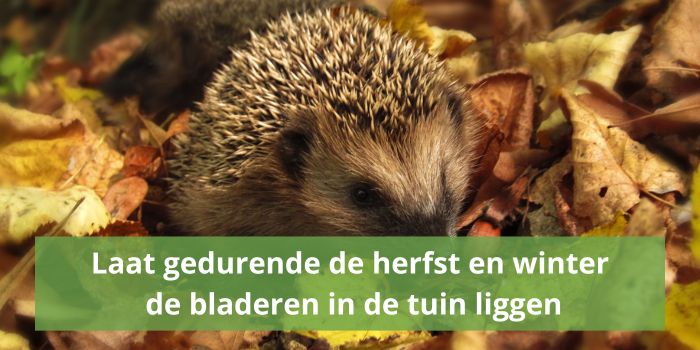 Laat de bladeren in je tuin liggen