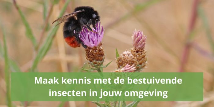 Maak kennis met de bestuivende insecten