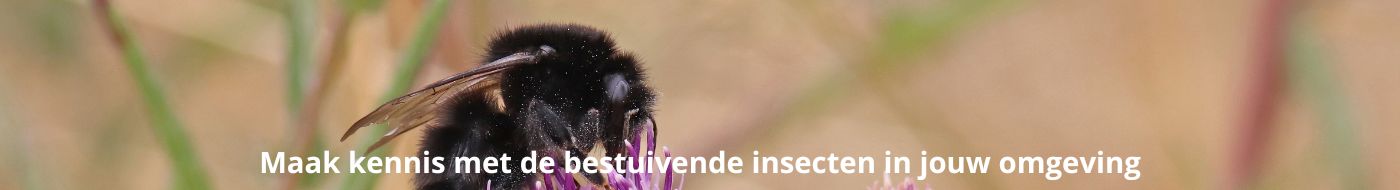 Maak kennis met de bestuivende insecten in jouw omgeving