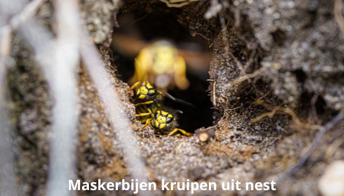 maskerbijen komen uit het nest