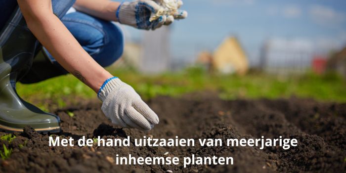 Met de hand uitzaaien in de volle grond van meerjarige inheemse planten