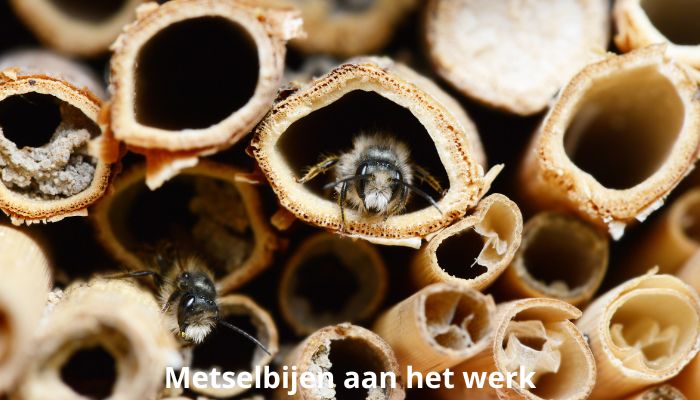 metselbijen aan het werk