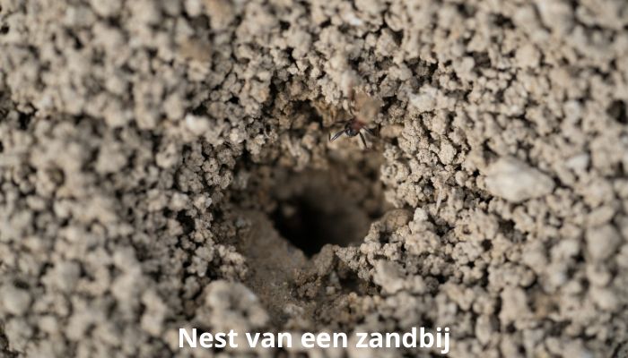 nest van een zandbij