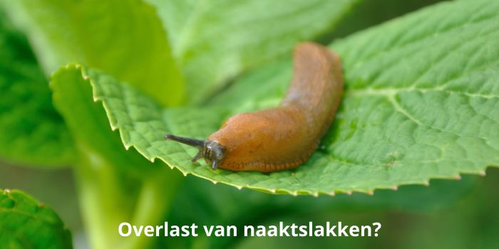 Overlast van naaktslakken-