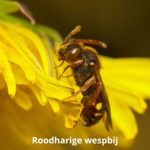 roodharige wespbij