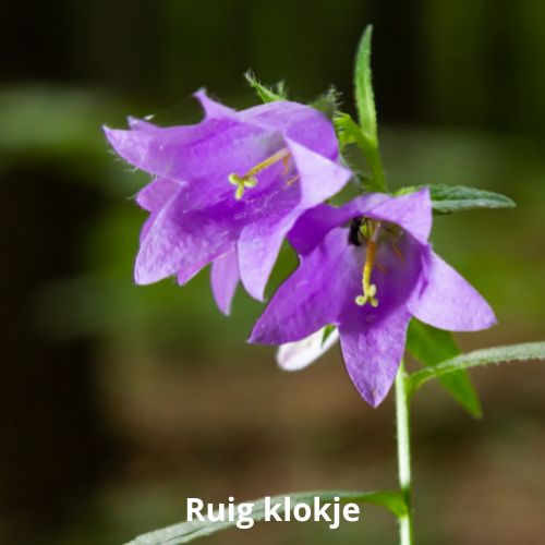 ruig klokje