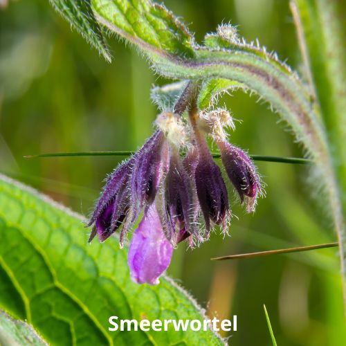 smeerwortel