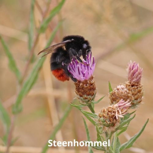 steenhommel