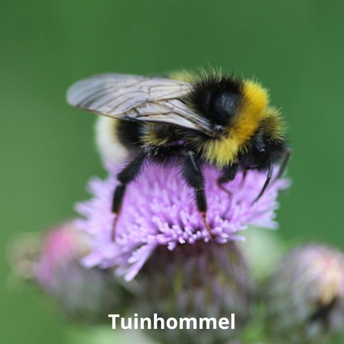 tuinhommel