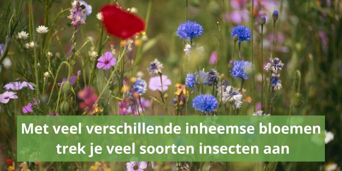 Veel verschillende soorten inheemse planten