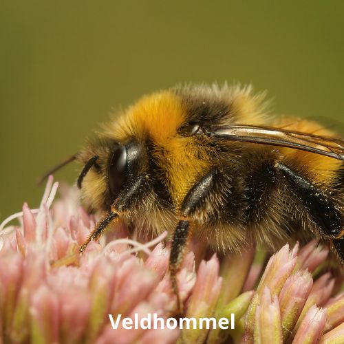 veldhommel