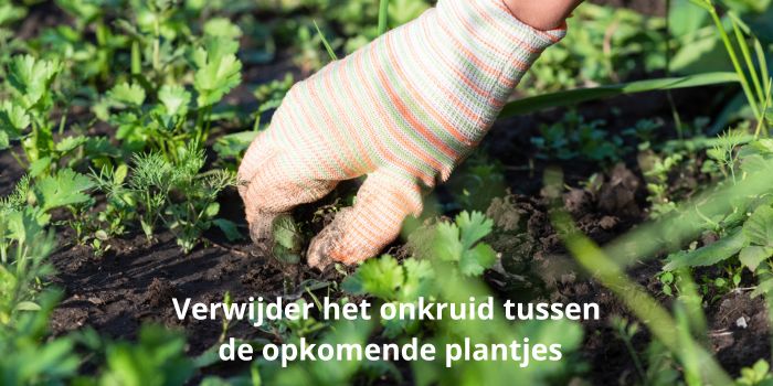 Verwijder het onkruid tussen de opkomende plantjes