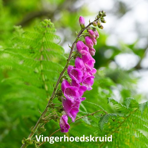 vingerhoedskruid