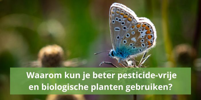 Waarom kun je beter pesticidevrije en biologische planten gebruiken