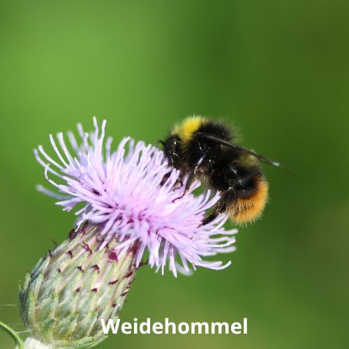 weidehommel