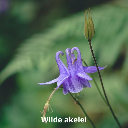 wilde akelei