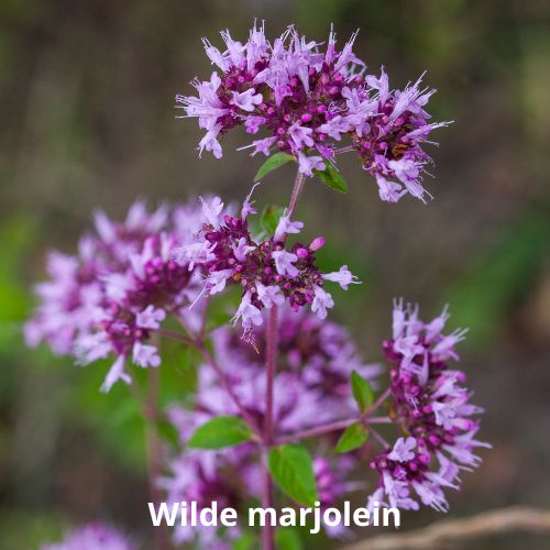 wilde marjolein