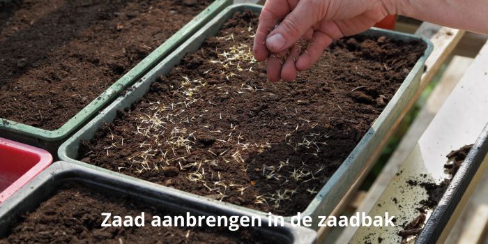 Zaad aanbrengen in de zaaibak