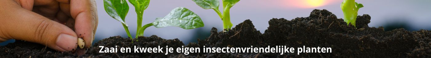 Zaai en kweek je eigen insectenvriendelijke planten