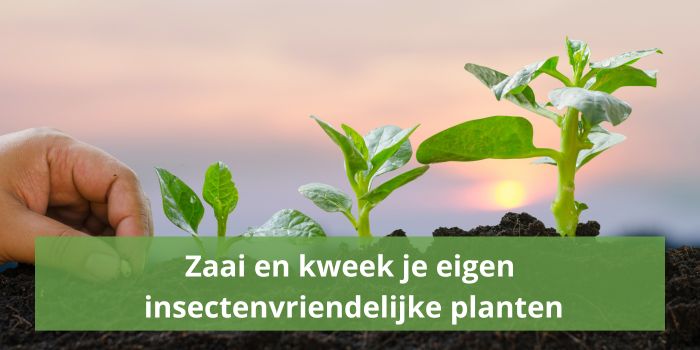 Zaai en kweek zelf je eigen insecten vriendelijke planten-