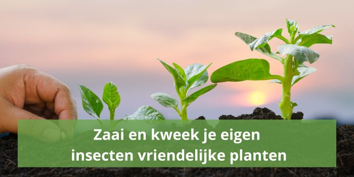 Zaai en kweek zelf je eigen insecten vriendelijke planten