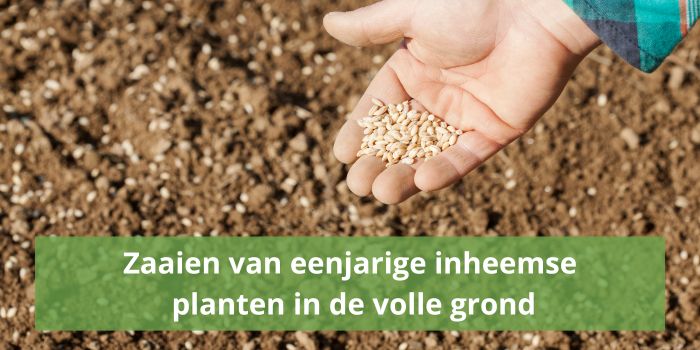 Zaaien van eenjarige inheemse planten in de volle grond